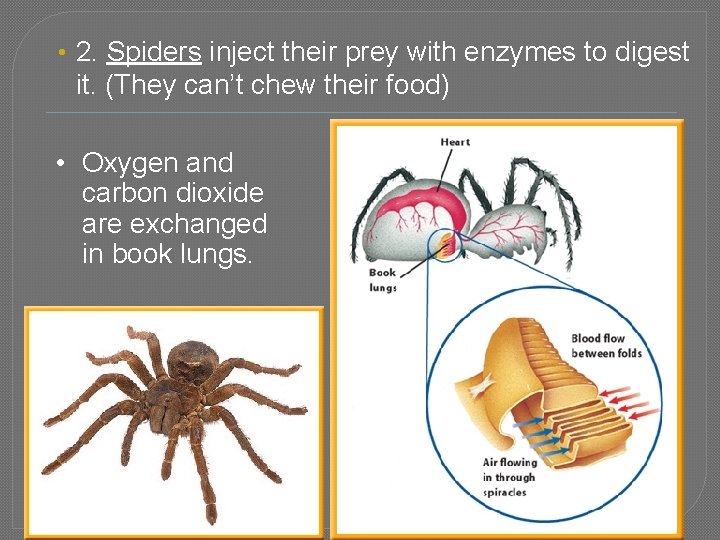  • 2. Spiders inject their prey with enzymes to digest it. (They can’t