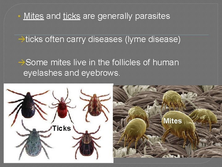  • Mites and ticks are generally parasites ticks often carry diseases (lyme disease)