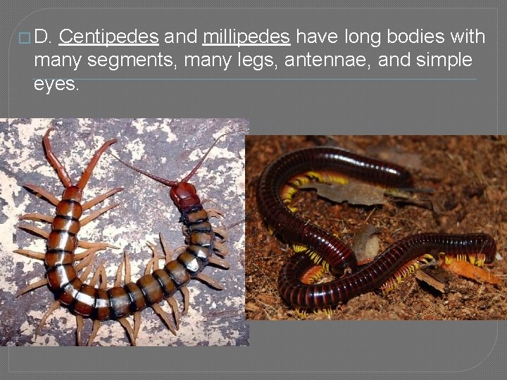 � D. Centipedes and millipedes have long bodies with many segments, many legs, antennae,