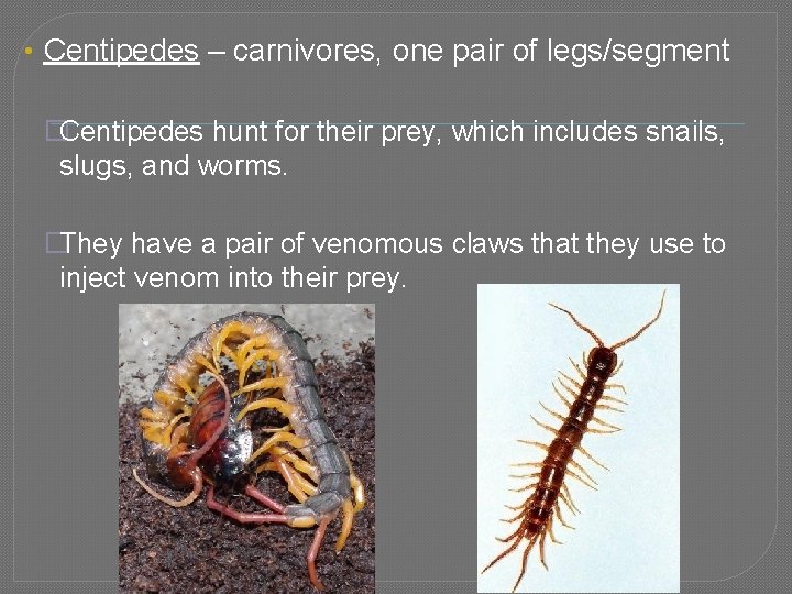  • Centipedes – carnivores, one pair of legs/segment �Centipedes hunt for their prey,