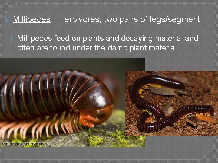 � Millipedes – herbivores, two pairs of legs/segment feed on plants and decaying material