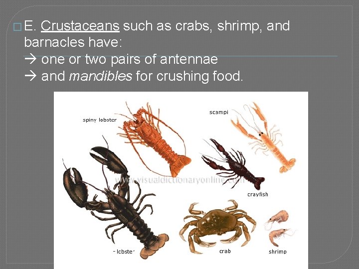 � E. Crustaceans such as crabs, shrimp, and barnacles have: one or two pairs