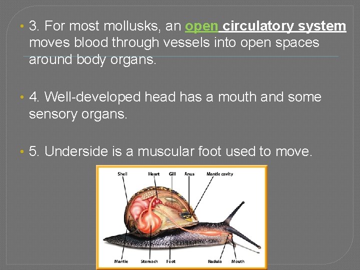  • 3. For most mollusks, an open circulatory system moves blood through vessels