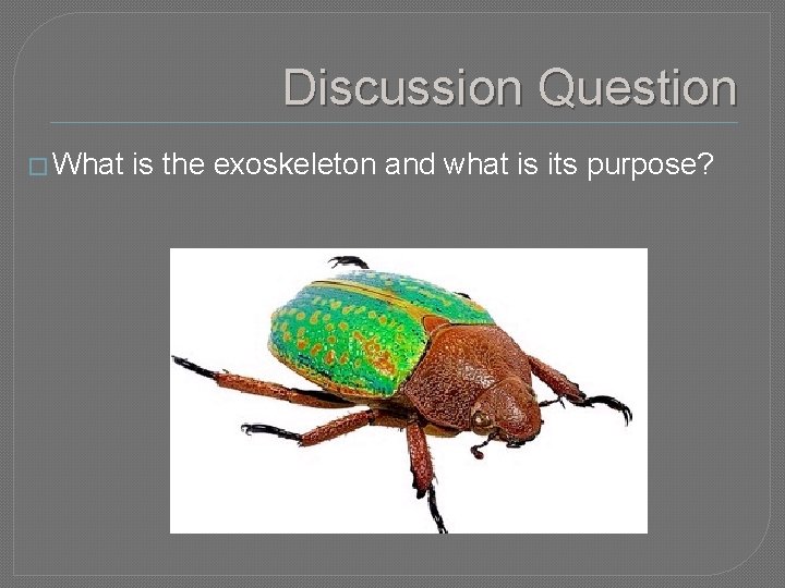 Discussion Question � What is the exoskeleton and what is its purpose? 