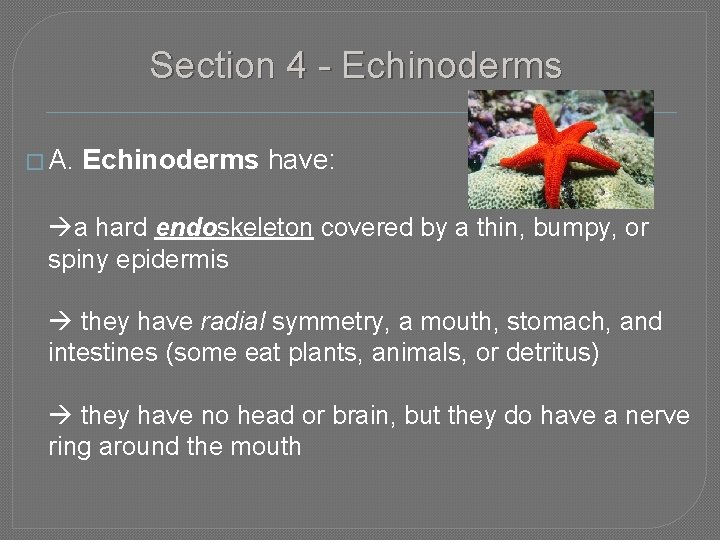 Section 4 - Echinoderms � A. Echinoderms have: a hard endoskeleton covered by a