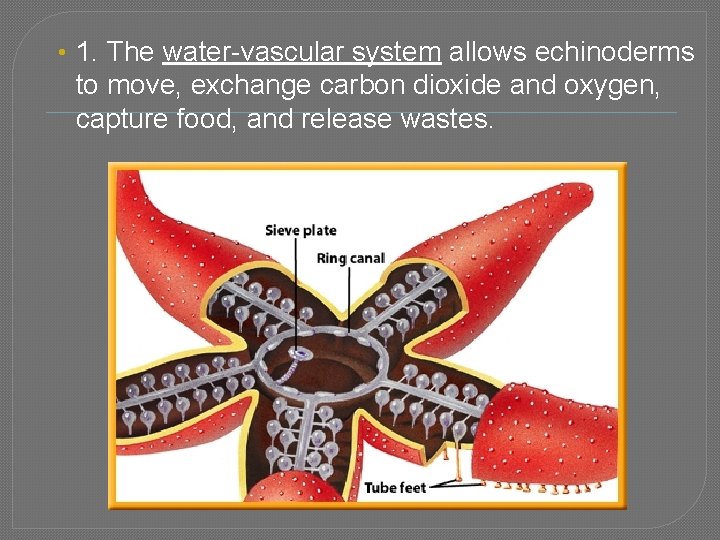  • 1. The water-vascular system allows echinoderms to move, exchange carbon dioxide and