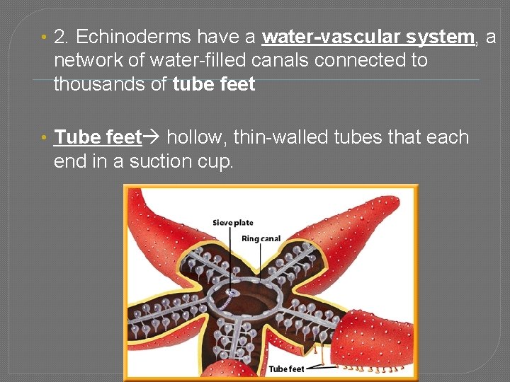  • 2. Echinoderms have a water-vascular system, a network of water-filled canals connected