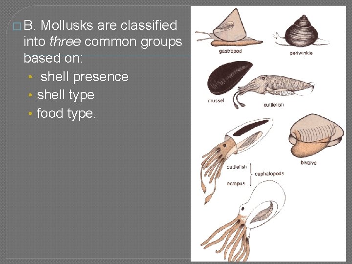 � B. Mollusks are classified into three common groups based on: • shell presence