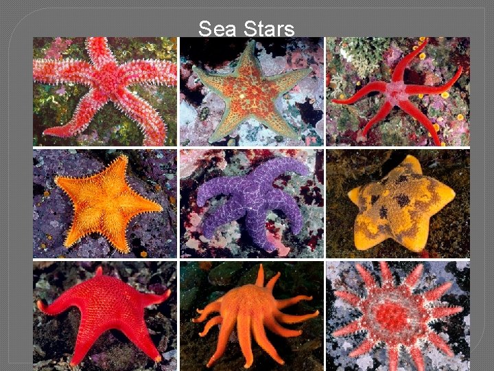Sea Stars 