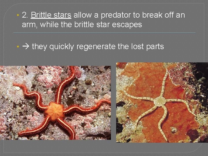  • 2. Brittle stars allow a predator to break off an arm, while