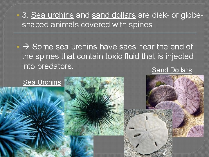  • 3. Sea urchins and sand dollars are disk- or globe- shaped animals