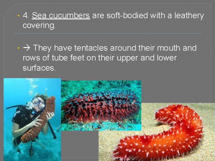  • 4. Sea cucumbers are soft-bodied with a leathery covering. • They have
