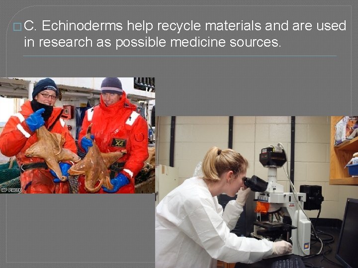 � C. Echinoderms help recycle materials and are used in research as possible medicine