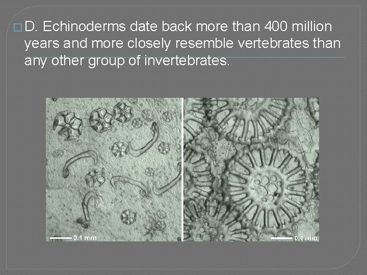 � D. Echinoderms date back more than 400 million years and more closely resemble
