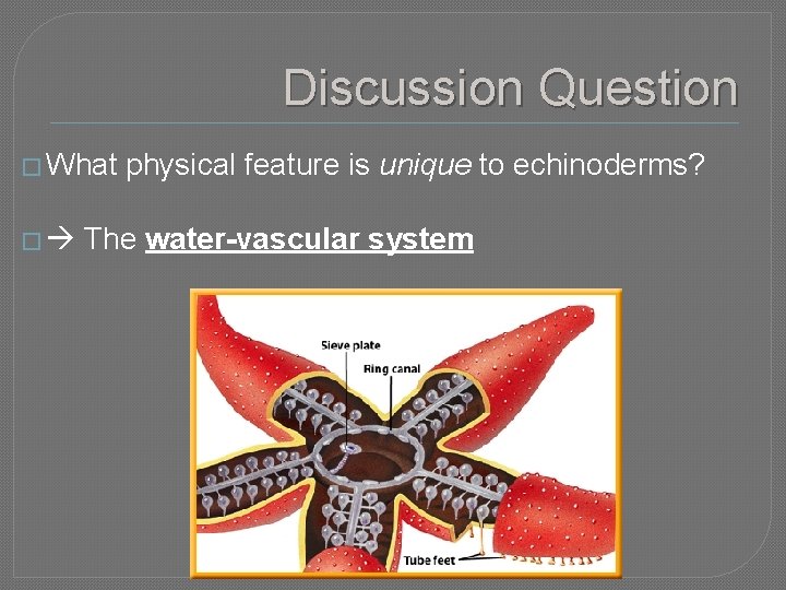 Discussion Question � What � physical feature is unique to echinoderms? The water-vascular system