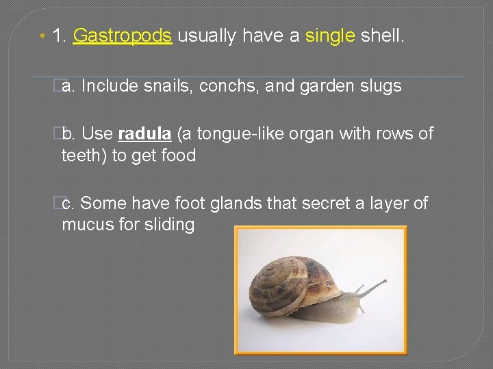  • 1. Gastropods usually have a single shell. �a. Include snails, conchs, and