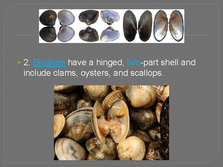  • 2. Bivalves have a hinged, two-part shell and include clams, oysters, and