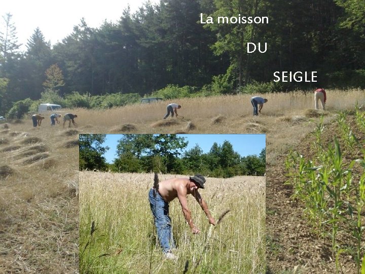 La moisson DU SEIGLE 