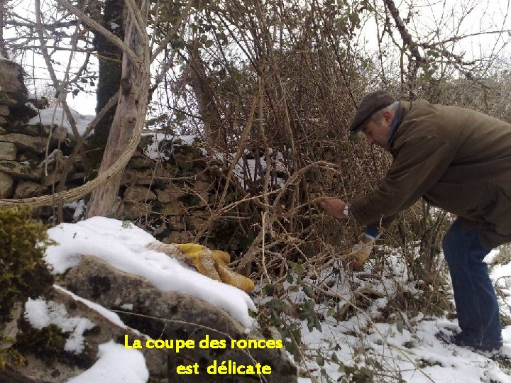 La coupe des ronces est délicate 