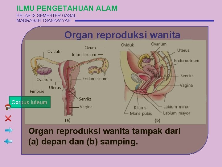 ILMU PENGETAHUAN ALAM KELAS IX SEMESTER GASAL MADRASAH TSANAWIYAH Organ reproduksi wanita Corpus luteum