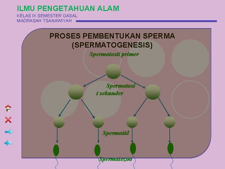 ILMU PENGETAHUAN ALAM KELAS IX SEMESTER GASAL MADRASAH TSANAWIYAH PROSES PEMBENTUKAN SPERMA (SPERMATOGENESIS) Spermatosit