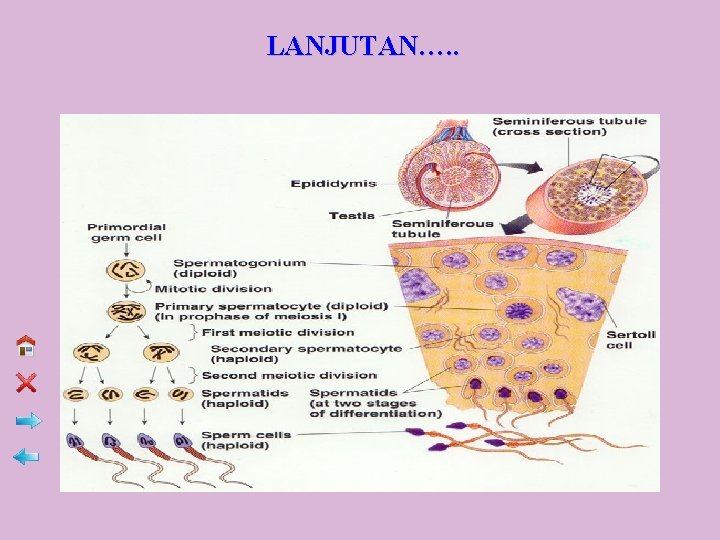 LANJUTAN…. . 