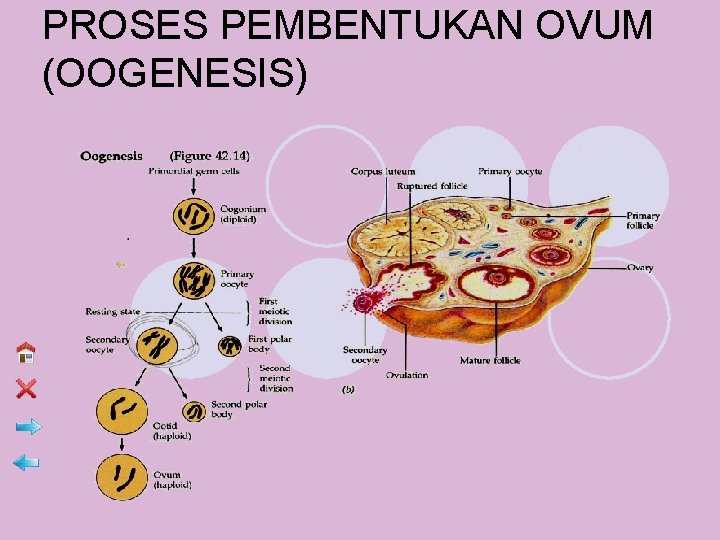 PROSES PEMBENTUKAN OVUM (OOGENESIS) 
