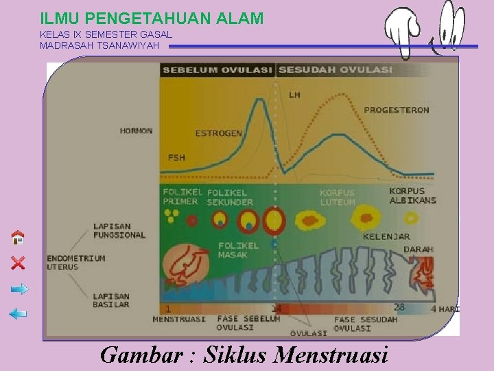 ILMU PENGETAHUAN ALAM KELAS IX SEMESTER GASAL MADRASAH TSANAWIYAH Gambar : Siklus Menstruasi 