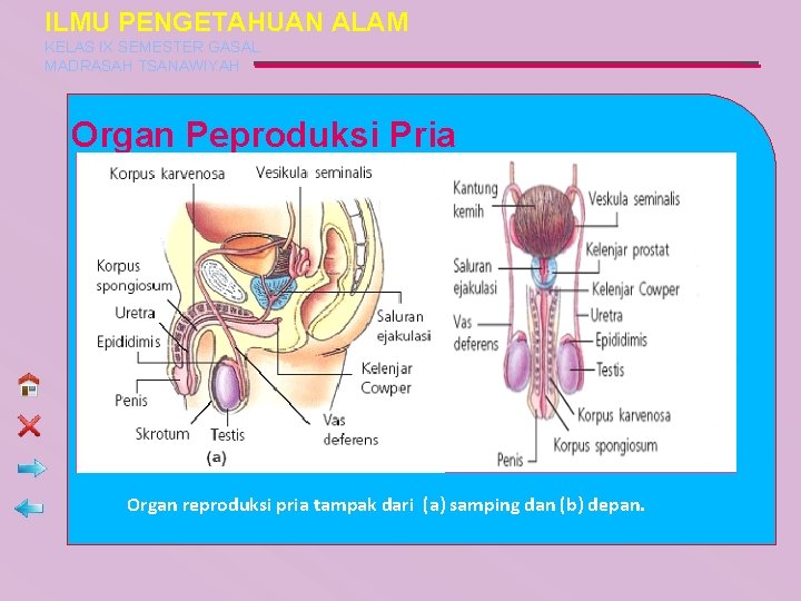 ILMU PENGETAHUAN ALAM KELAS IX SEMESTER GASAL MADRASAH TSANAWIYAH Organ Peproduksi Pria Organ reproduksi