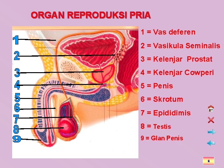ORGAN REPRODUKSI PRIA 1 = Vas deferen 2 = Vasikula Seminalis 3 = Kelenjar