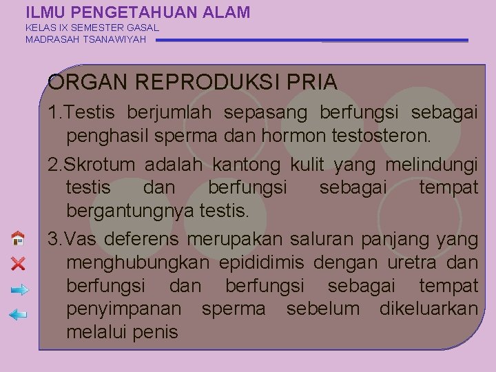 ILMU PENGETAHUAN ALAM KELAS IX SEMESTER GASAL MADRASAH TSANAWIYAH ORGAN REPRODUKSI PRIA 1. Testis