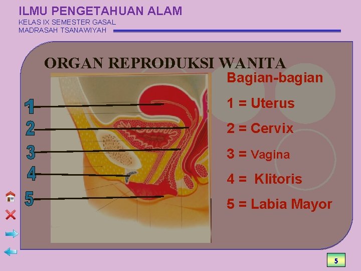 ILMU PENGETAHUAN ALAM KELAS IX SEMESTER GASAL MADRASAH TSANAWIYAH ORGAN REPRODUKSI WANITA Bagian-bagian 1