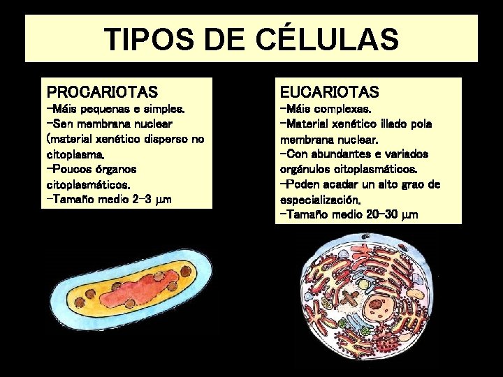 TIPOS DE CÉLULAS PROCARIOTAS EUCARIOTAS -Máis pequenas e simples. -Sen membrana nuclear (material xenético