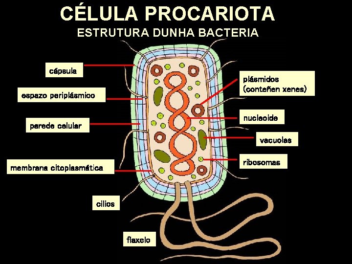 CÉLULA PROCARIOTA ESTRUTURA DUNHA BACTERIA cápsula plásmidos (conteñen xenes) espazo periplásmico nucleoide parede celular