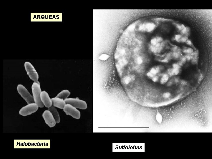 ARQUEAS Halobacteria Sulfolobus 