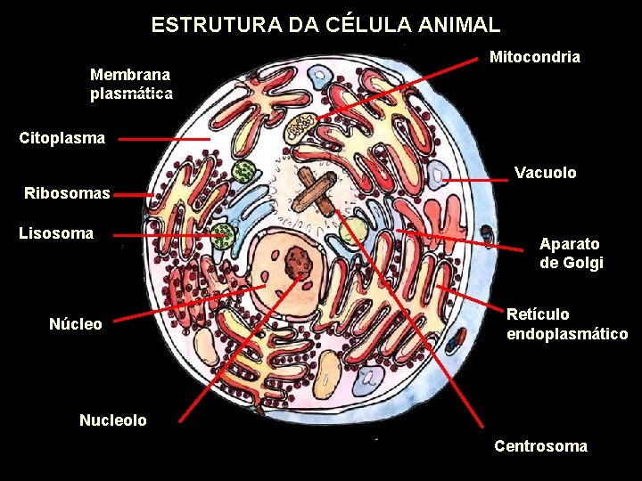 ESTRUTURA DA CÉLULA ANIMAL Membrana plasmática Mitocondria Citoplasma Vacuolo Ribosomas Lisosoma Núcleo Aparato de