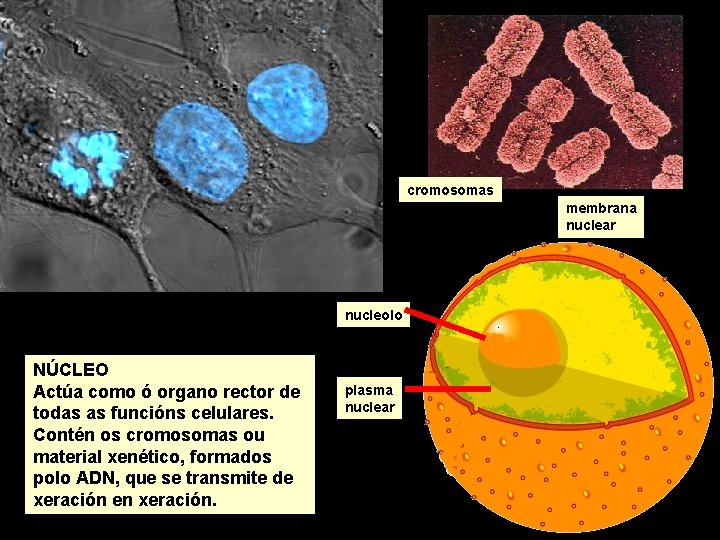 membrana nuclear cromosomas membrana nuclear nucleolo NÚCLEO Actúa como ó organo rector de todas