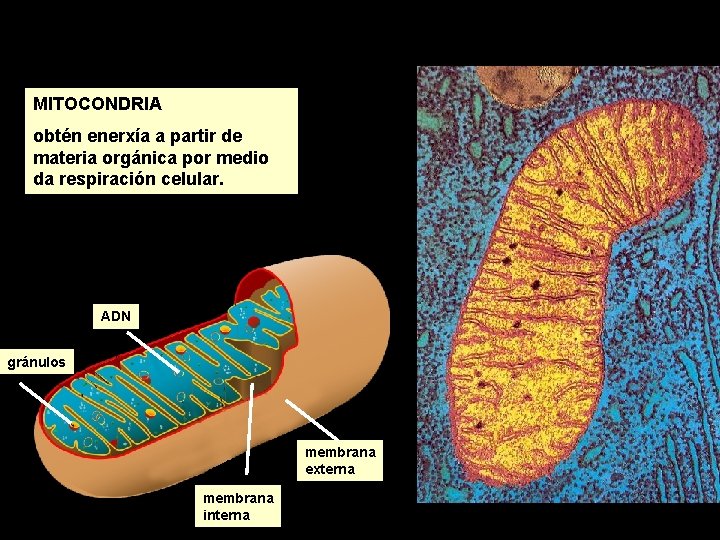 MITOCONDRIA obtén enerxía a partir de materia orgánica por medio da respiración celular. ADN