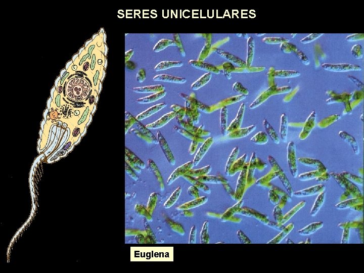 SERES UNICELULARES Euglena 