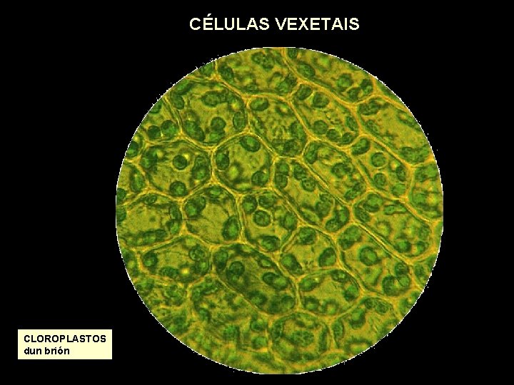 CÉLULAS VEXETAIS CLOROPLASTOS dun brión 