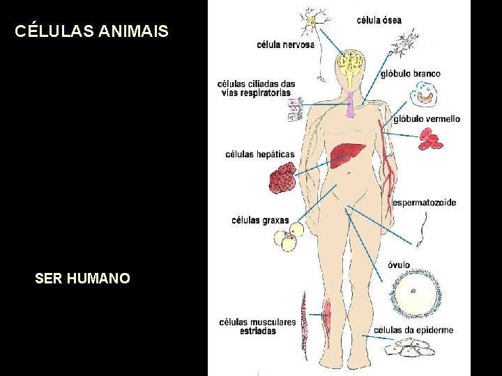 CÉLULAS ANIMAIS SER HUMANO 