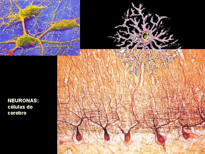 NEURONAS: células do cerebro 
