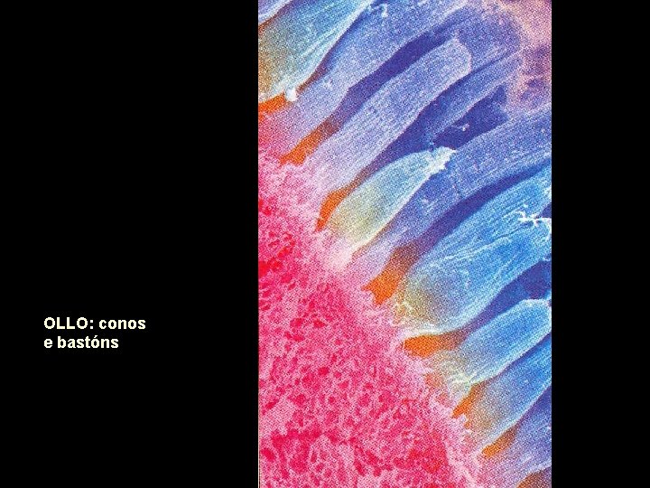 OLLO: conos e bastóns 