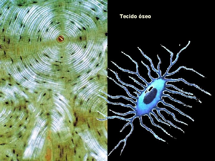 Tecido óseo célula ósea 