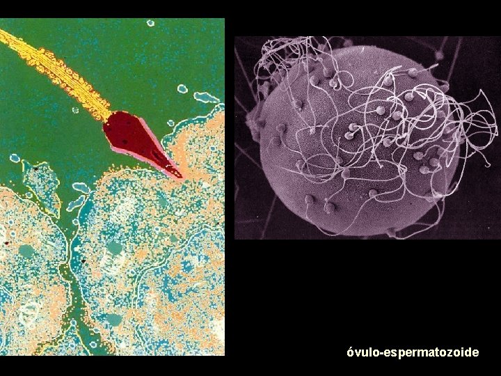 óvulo-espermatozoide 