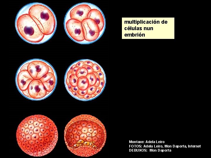 multiplicación de células nun embrión Montaxe: Adela Leiro FOTOS: Adela Leiro, Mon Daporta, Internet