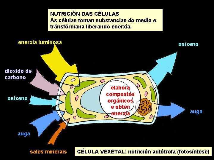 NUTRICIÓN DAS CÉLULAS As células toman substancias do medio e tránsfórmana liberando enerxía luminosa