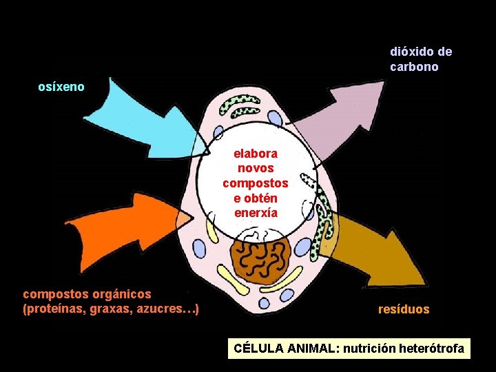 dióxido de carbono osíxeno elabora novos compostos e obtén enerxía compostos orgánicos (proteínas, graxas,