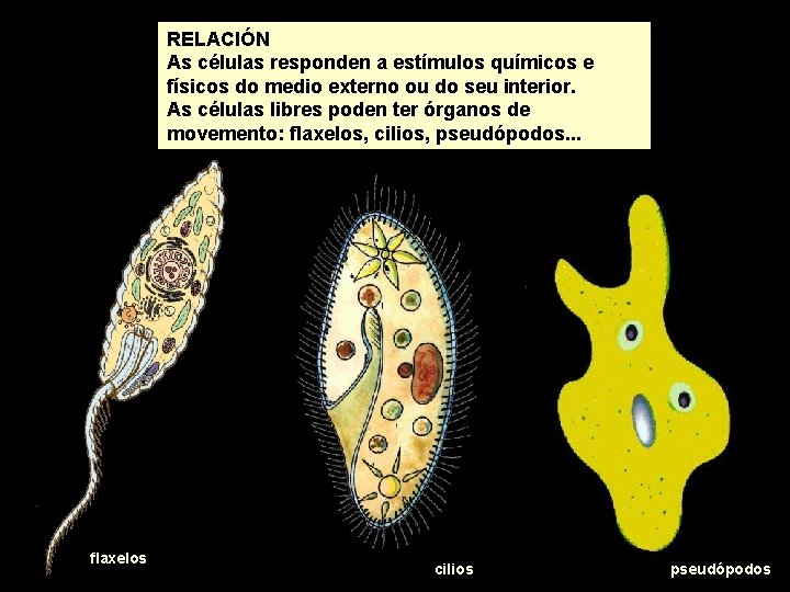 RELACIÓN As células responden a estímulos químicos e físicos do medio externo ou do