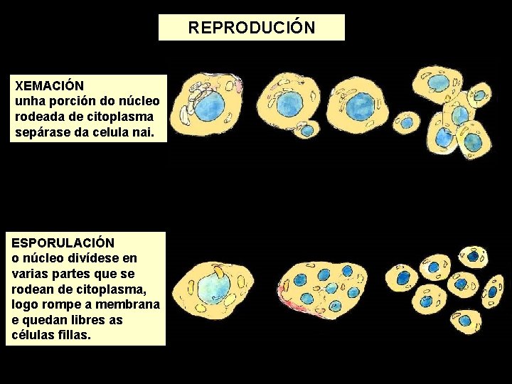 REPRODUCIÓN XEMACIÓN unha porción do núcleo rodeada de citoplasma sepárase da celula nai. ESPORULACIÓN